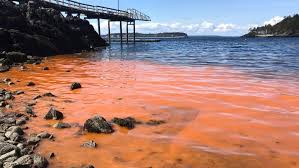 Red Tide Algal Blooms Appearing Around B C Coastal Waters