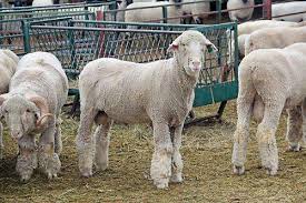 Study Reveals Top Traits Of Different Sheep Breeds