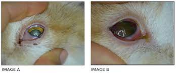 feline herpesvirus ocular