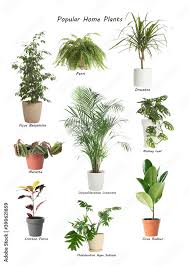 House Plants On White Background Stock
