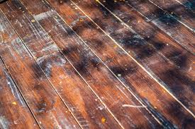 termites in hardwood floors