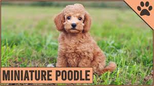 miniature poodle um size poodle