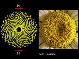 Nature's patterns: Golden spirals and branching fractals - CNET