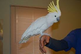 See more of goffin cockatoo's on facebook. Pets Rose Breasted Cockatoo Manufacturer From Bengaluru