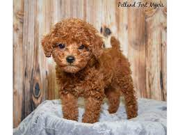 toy poodle dog female red 2599634