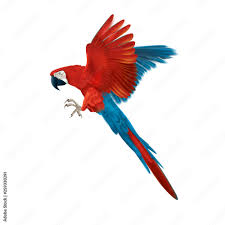 colourful macaw parrot multicoloured