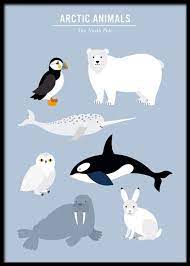 Animals that live in the arctic (either full time or seasonally) are adapted to extreme conditions. Arctic Animals Poster Arktische Tiere Desenio De