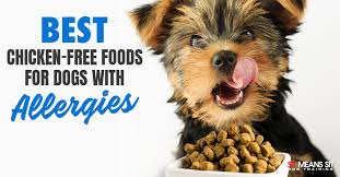 best en free foods for dogs with