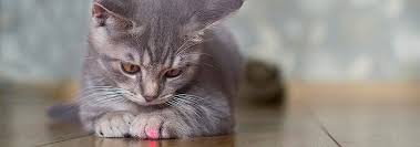 are laser pointers safe for cats