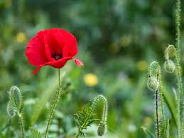Poppies are one of the easiest flowers to grow. Oriental Poppy Plants Learn How To Care For Oriental Poppies