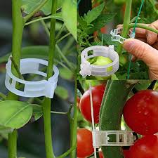 We made a list of greenhouse plants for beginners. 50 100pcs Reusable 25mm Plastic Plant Support Clips Clamps For Plants Hanging Vine Garden Greenhouse Vegetables Tomatoes Clips Shipped From Overseas Vitapham