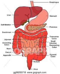 Vector Clipart Digestive System Of Human Body Anatomy