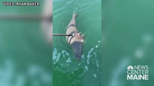 dead seal found in water near shark