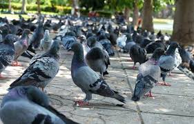 how to get rid of pigeons sitting