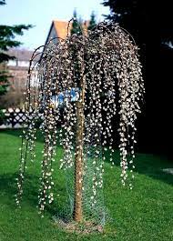 In fact, it tends towards more of a dwarf habit. Dwarf Weeping Willow Tree 130 Cm Tall Seedling In The Pot 9 99 Saules Qui Pleurent Arbre De Jardin Arbres Et Arbustes