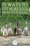 how-do-you-get-duck-eggs