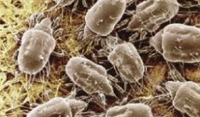 dust mites control of house dust