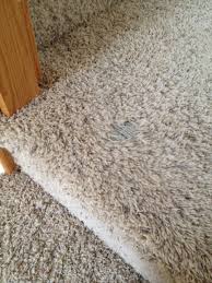 cats tear up carpet on stairs naturally