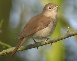 It is a migratory insectivorous species. Common Nightingale Animals Wiki Fandom