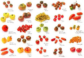 Gallery For Types Of Tomatoes Chart Growing Tomatoes In