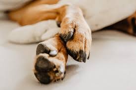 what to do if your dog has nail problems