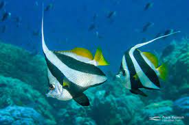 pennant erflyfish culture fish