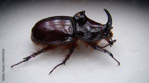 european rhinoceros beetle rhino