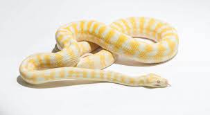 carpet python morphs morelia spilota