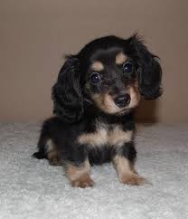 mini dachshunds longhair smooth for