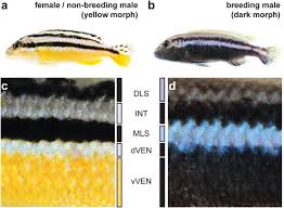 ual dimorphism in cichlid fish