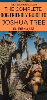 the only dog friendly joshua tree guide