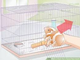 To Clean A Guinea Pig Cage