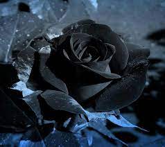 black rose black rose hd wallpaper