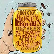 Image result for honey bees