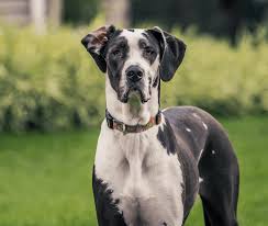 great dane colors everything you need
