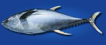 yellowfin tuna thunnus albacares