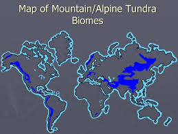 alpine tundra biome insightsias