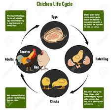 Chicken Life Cycle Diagram With All Stages Including Eggs Hatching