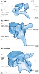 Rdzeń kręgowy — część układu nerwowegoośrodkowego; Budowa Kregoslupa Polityka Pl