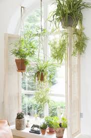 The same plant that spices up your meals also makes an interesting plant for indoor hanging baskets. My Scandinavian Home The Ultimate Guide To Indoor Hanging Plants