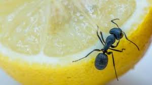 7 natural ways to get rid of ants