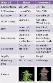 The Real Cbd Blog The Difference Between Cbd Oil And