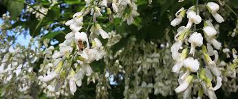 Maybe you would like to learn more about one of these? Great Trees For Flower Power The North Carolina Arboretum