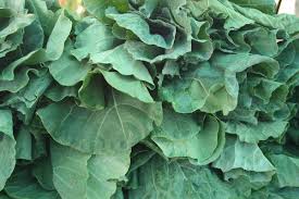 how to harvest collard greens