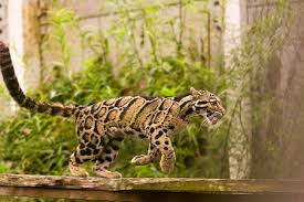 clouded leopard facts habitat size