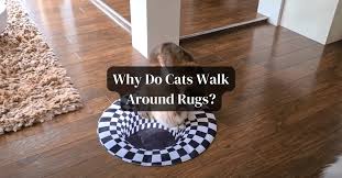 why do cats walk around rugs