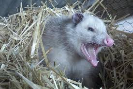 Opossums In Your Backyard World
