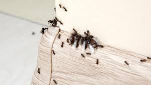 types of ants that might invade your