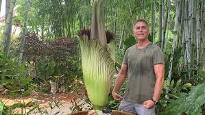 03/19/2012 12:25 pm edt on. Rare Corpse Flower Blooms In Loxahatchee Wpec