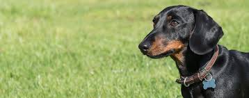 why do dachshunds bite their nails wag